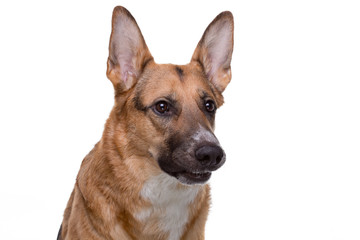 Portrait of growling german shepherd