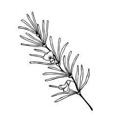 Rooibos tea plant, leaf, flower. Hand drawn ink sketch illustration, lineart. African rooibos tea, hot drink. Herbal tea. Isolated on white background.