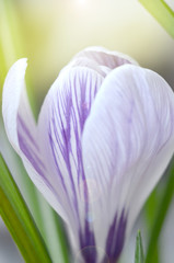 The crocus flower blossomed