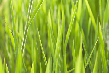 Obraz premium Zamknij się trawa