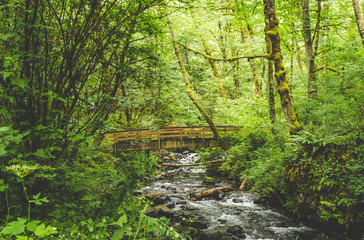 Fototapeta na wymiar Wooden Bridge Over Creek in Lush Forest