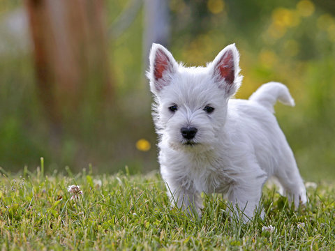 West-highland White Terrier puppy, eight week, standing in grass, watching