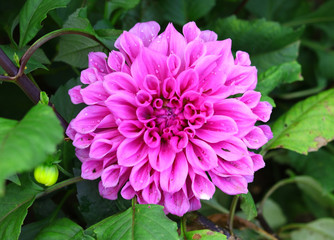 Chrysanthemum Flower Purple