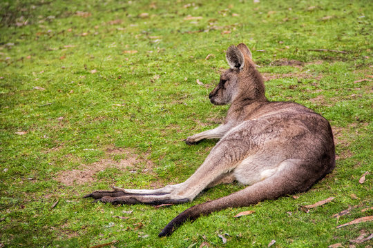 grey kangaroo - Grampians Australian national park, location - Australia