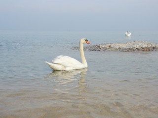 Fototapeta premium Fantastic view of the area north of Sirmione called Lido of Blondes (Lido delle Bionde). Swans in the lake