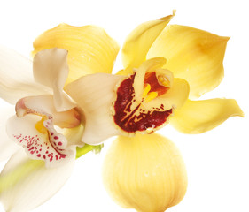 Obraz na płótnie Canvas yellow Orchid closeup