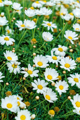 Fototapeta premium summer flowers
