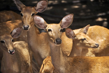 Group of deer in zoo