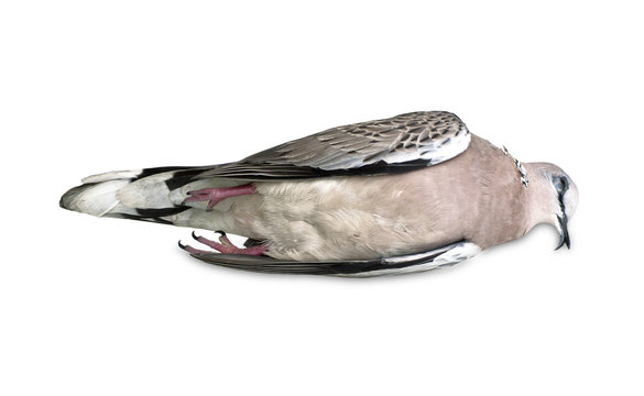 Dead bird (Spotted Dove) isolated on white background