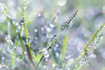 Fresh green grass with dew drops closeup. Nature Background