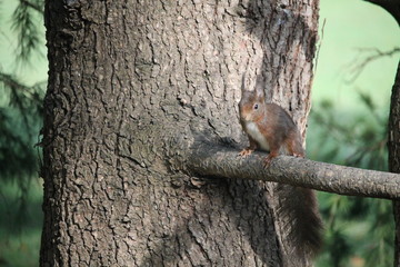 L'écureuil se méfie ...