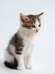 little fluffy white-brown-black kitten
