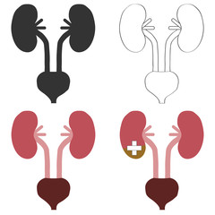 Kidney and bladder