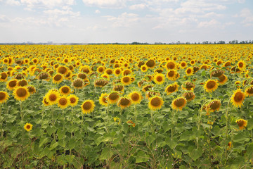 Obraz premium Sunflowers