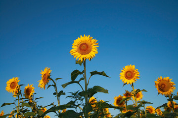 Fototapeta premium Sunflowers