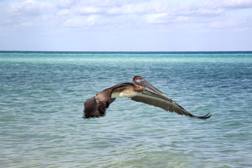 Fototapeta premium Красивый взлет пеликана с поверхности океана. 