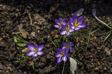 Lila Bl&uuml;mchen im Fr&uuml;hling (Close-Up)