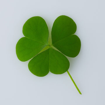 St. Patrick's day. Isolated clover leaves on white background