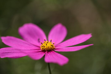 Fototapeta premium コスモス