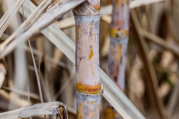 Close up view of Sugarcane bud in the field