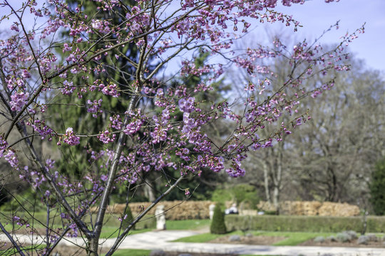 Rosa bl&uuml;hender Kirchbaum im Mainzer Volkspark