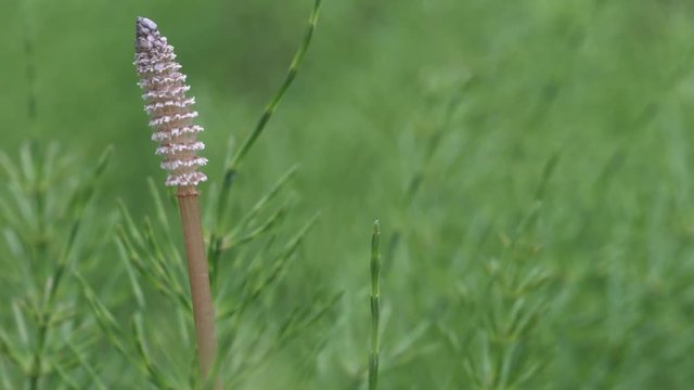 Horsetail_Mama