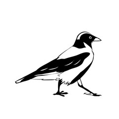 crow. black and white vector image