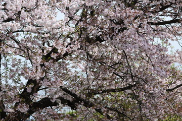 さくら, 春, 満開, ピンク, 花見, 花冷え