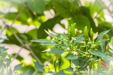 green hot chilli tree in garden