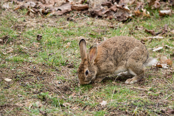 Hopping Rabbit