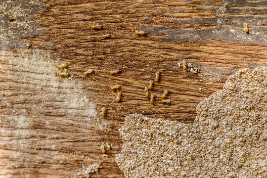 selective focus on the group of termites on the wood floor