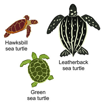 Vector illustration of three kinds of turtles. Brown hawksbill sea turtle, black leatherback sea turtle and
