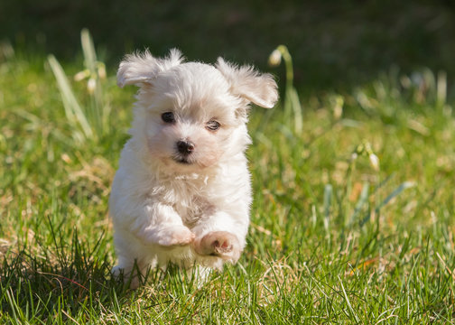 Havanese puppy dog in the meadow