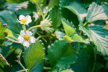 flower of strawberry in the garden