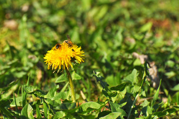 Honey bee collects nectar on a single dandelion flower in a meadow