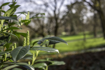Frühling im Mainzer Volkspark