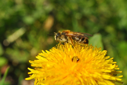 Honey bee collects nectar on a single dandelion flower in a meadow