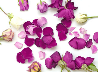 purple and white roses and purple rose petals