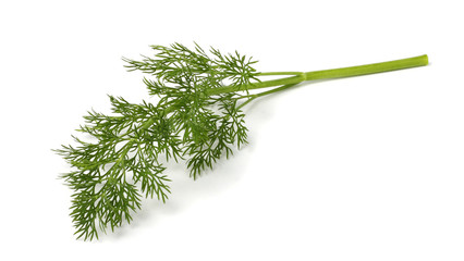 bunch fresh, green dill isolated on white background