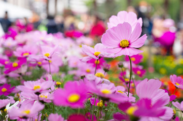 pink cosmos flower fields