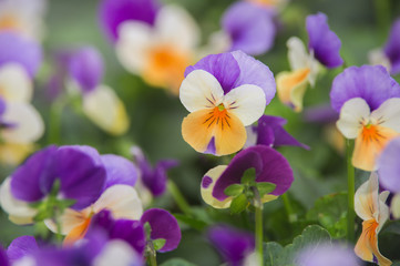 Fototapeta premium purple flower