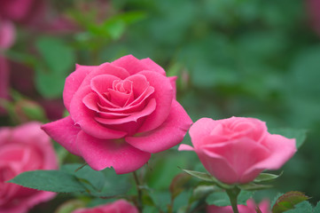Red rose