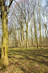 Sunlight on Huge Trees at Neuss / Germany