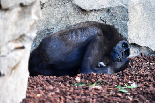 Big gorilla at the zoo

