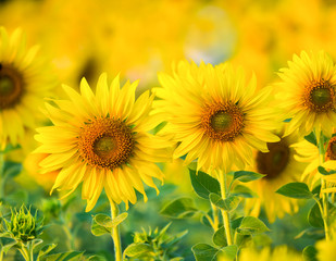 sunflower blooming on the farm