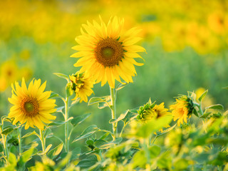 sunflower blooming on the farm