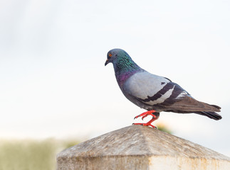 domestic pigeon bird standing on white sky