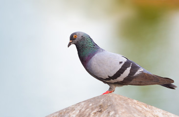 domestic pigeon bird standing on white sky