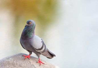 domestic pigeon bird standing on white sky