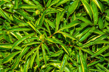 Green background, texture of leaves and closed inflorescences of peonies in dew